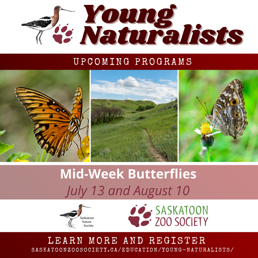 Young Naturalists Mid-Week Butterflies
