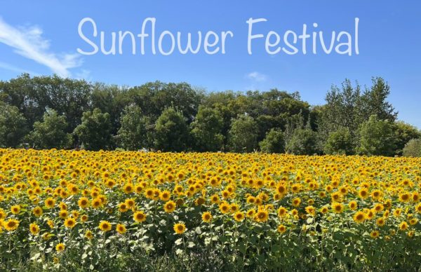 Sunflower Festival at the Corn Maze