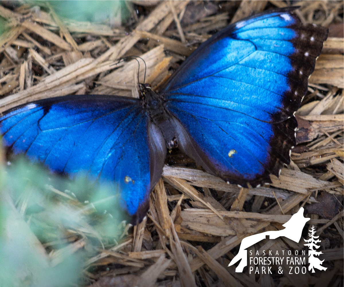 Saskatoon Forestry Farm Park & Zoo