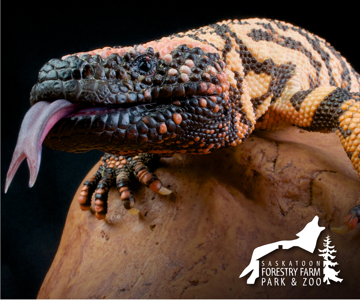 Saskatoon Forestry Farm Park & Zoo