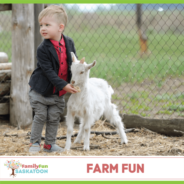 Farm Fun Around Saskatoon