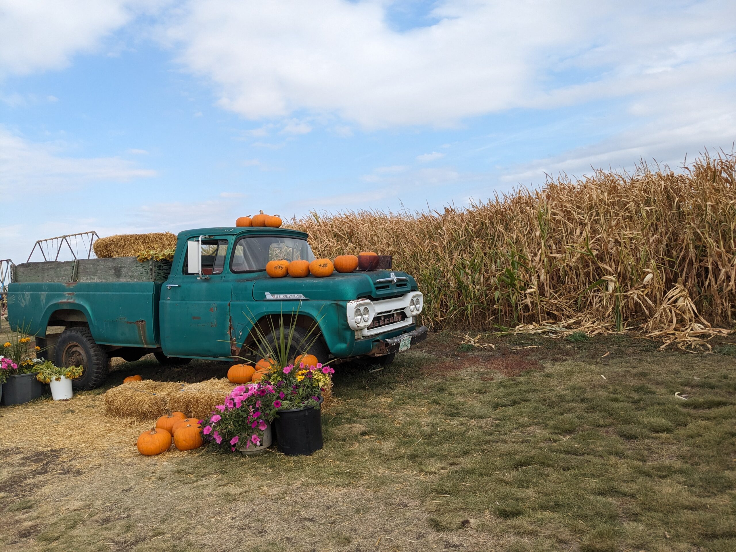 corn maze adventures