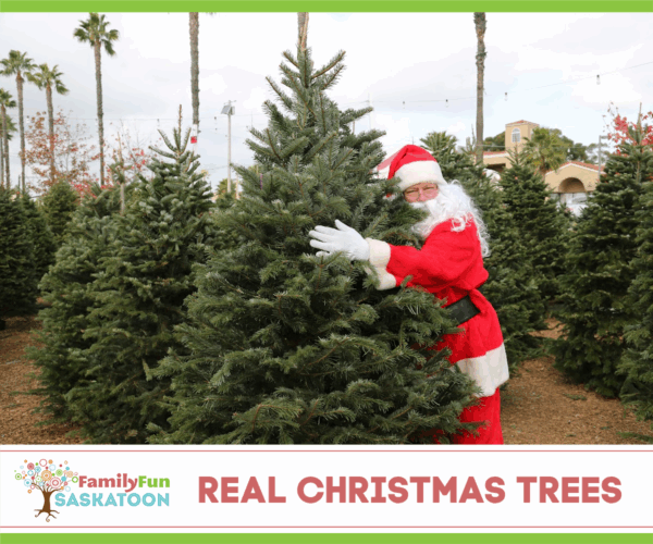 real christmas trees