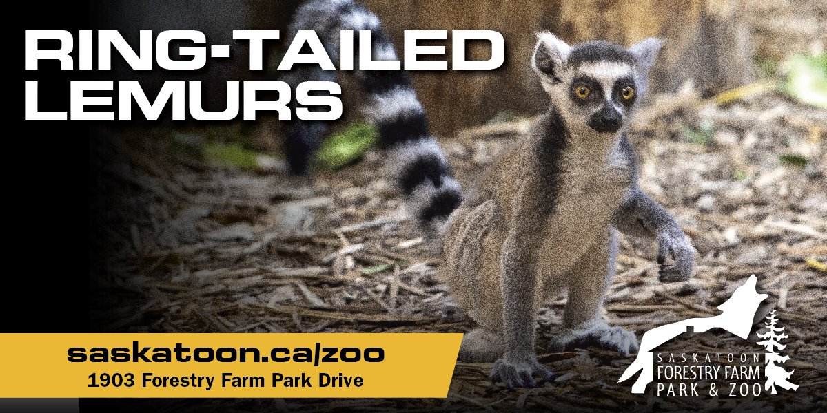 Bucket List - Saskatoon Forestry Farm Park and Zoo, Ring-Tailed Lemurs