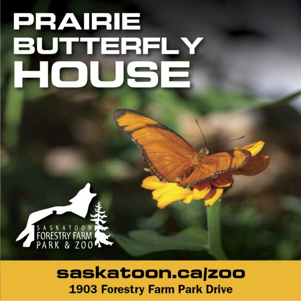 Saskatoon Summer Bucket List - Prairie Butterfly House