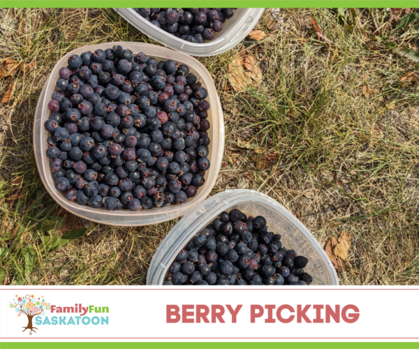 Saskatoon Berry picking