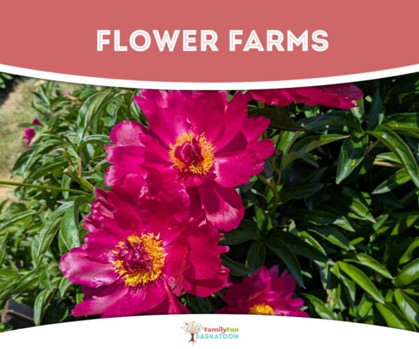 Saskatchewan Flower Farms