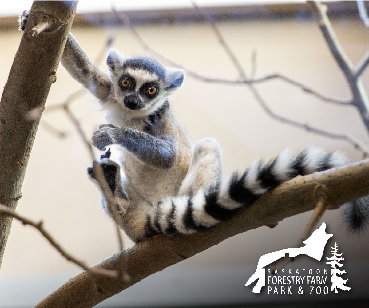 Saskatoon Forestry Farm Park & Zoo - ring tailed lemur on tree.