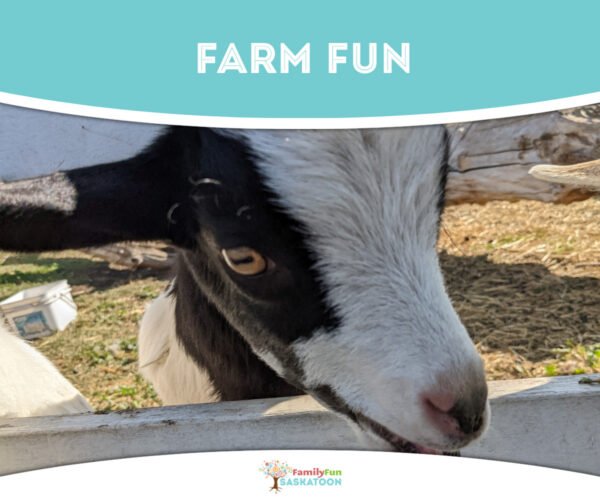 Farm Fun Around Saskatoon