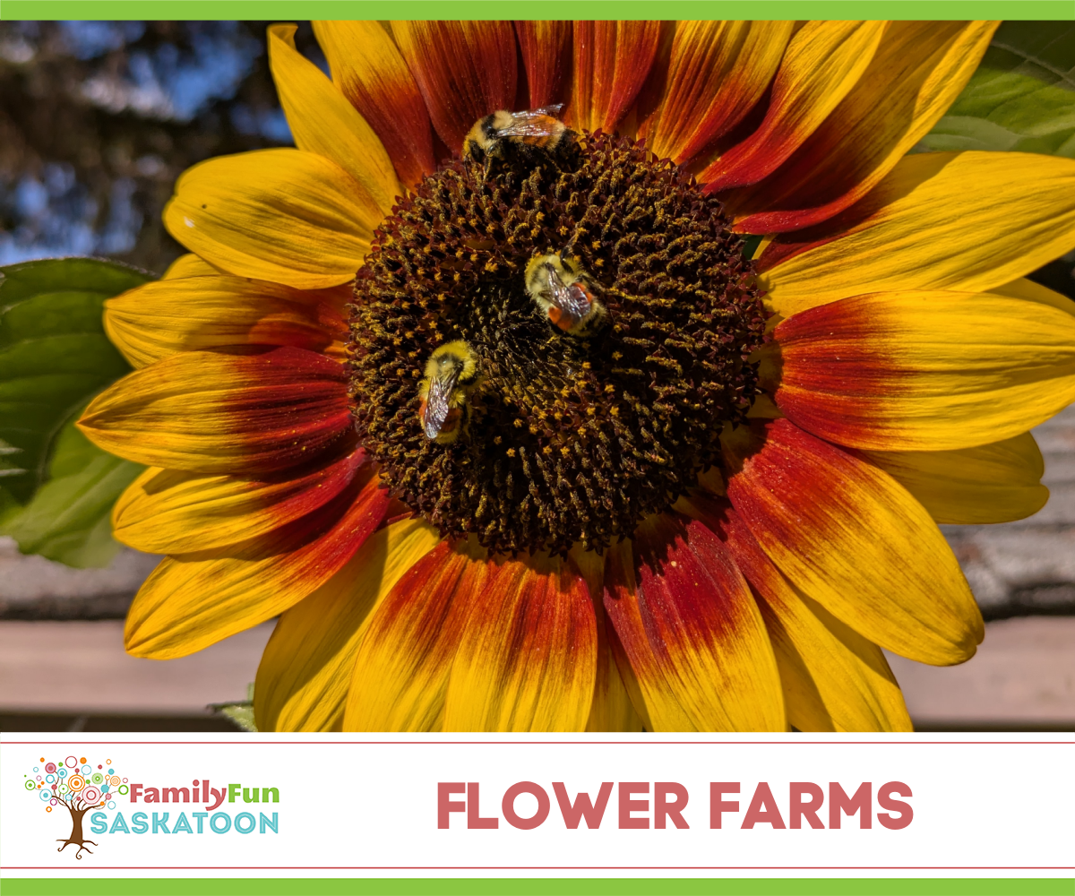 Saskatchewan Flower Farms