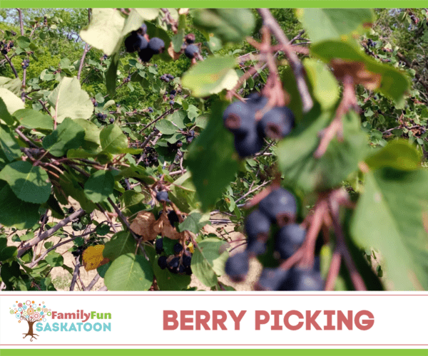 Saskatoon Berry picking