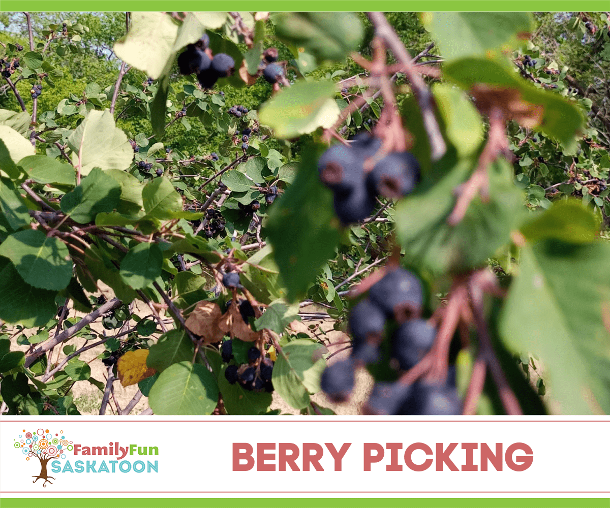 Saskatoon Berry picking
