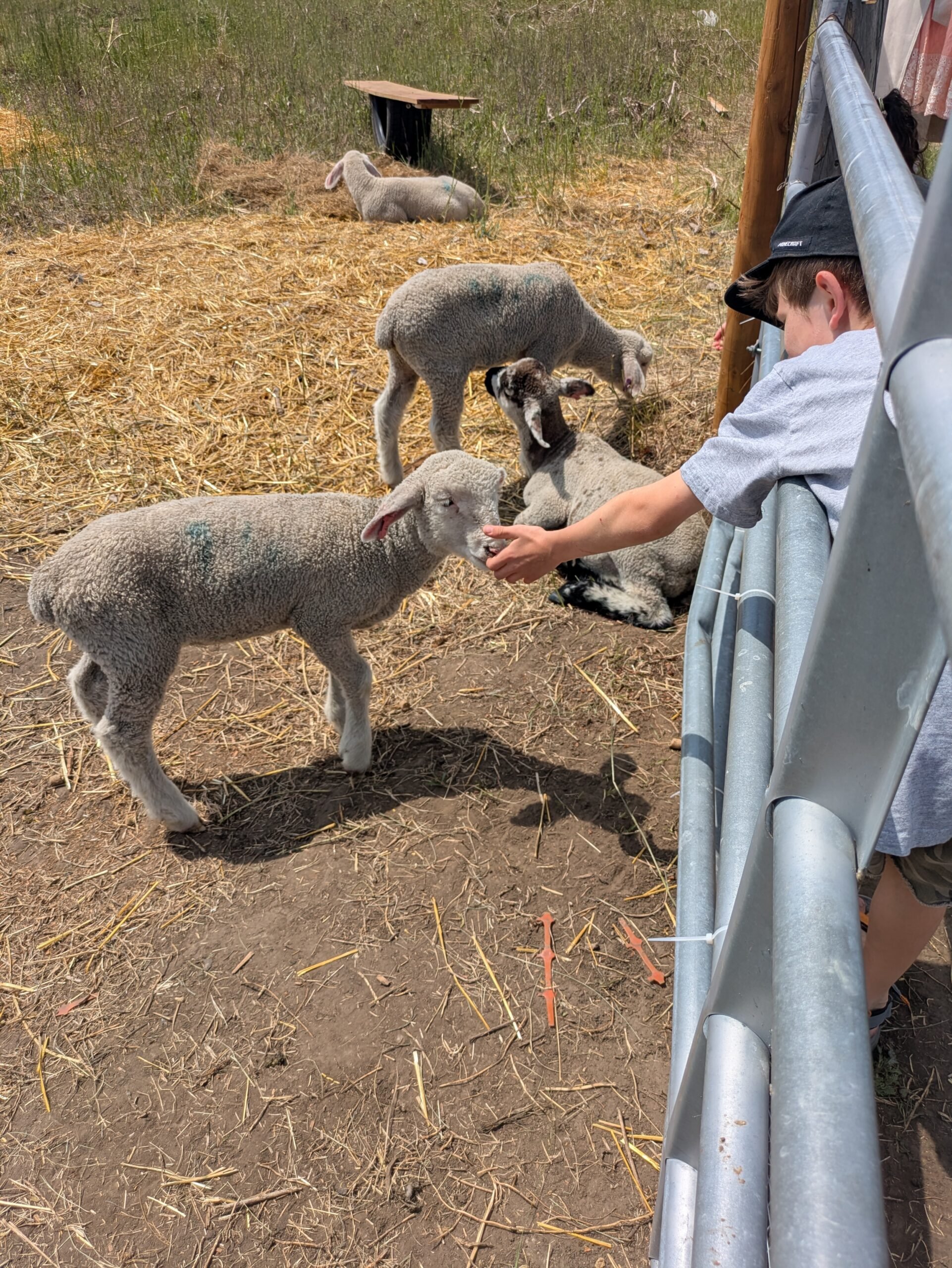 the summer we explored - petting farm animals at MM Farm
