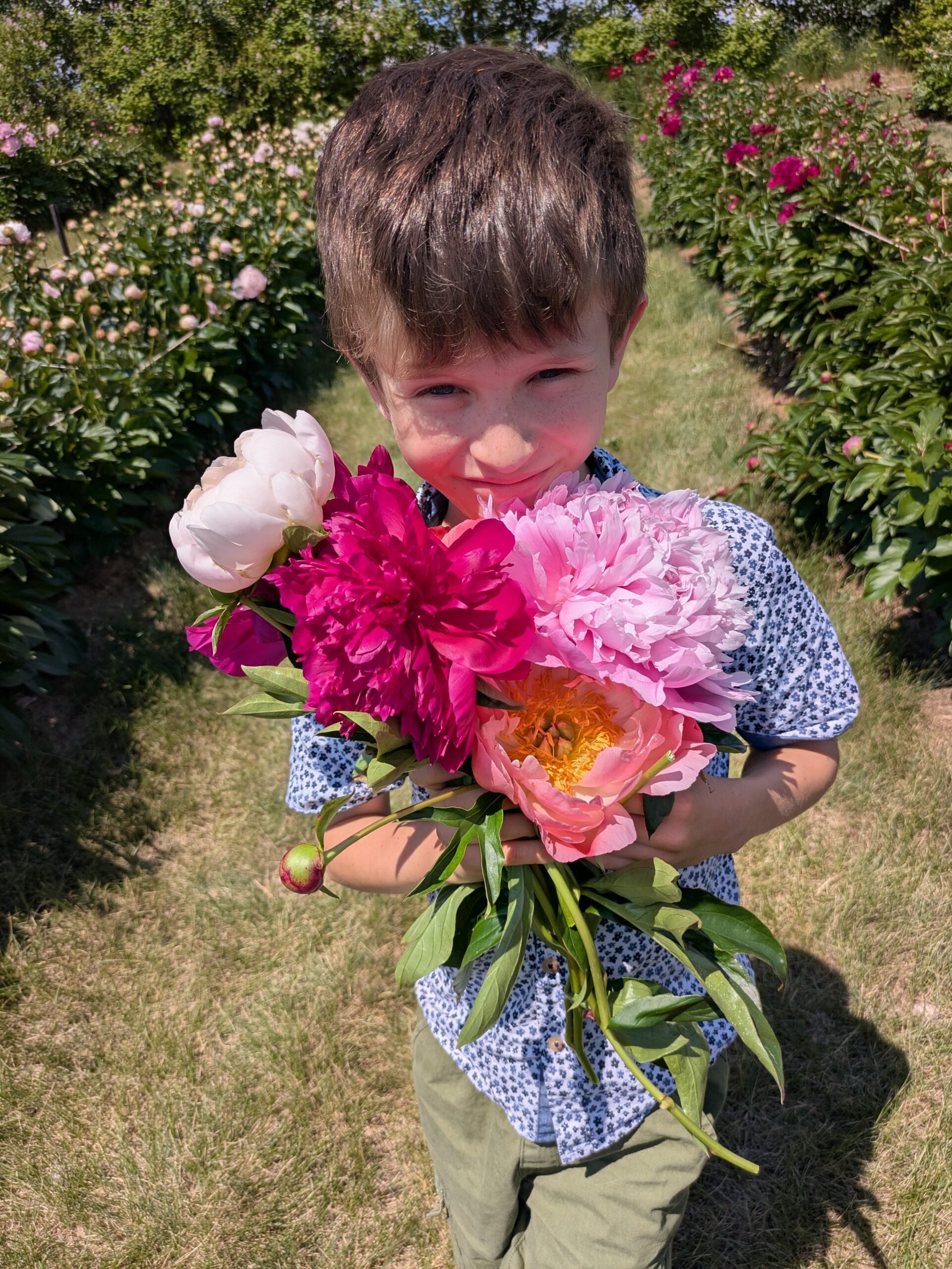 the summer we explored- picking peonies at black fox