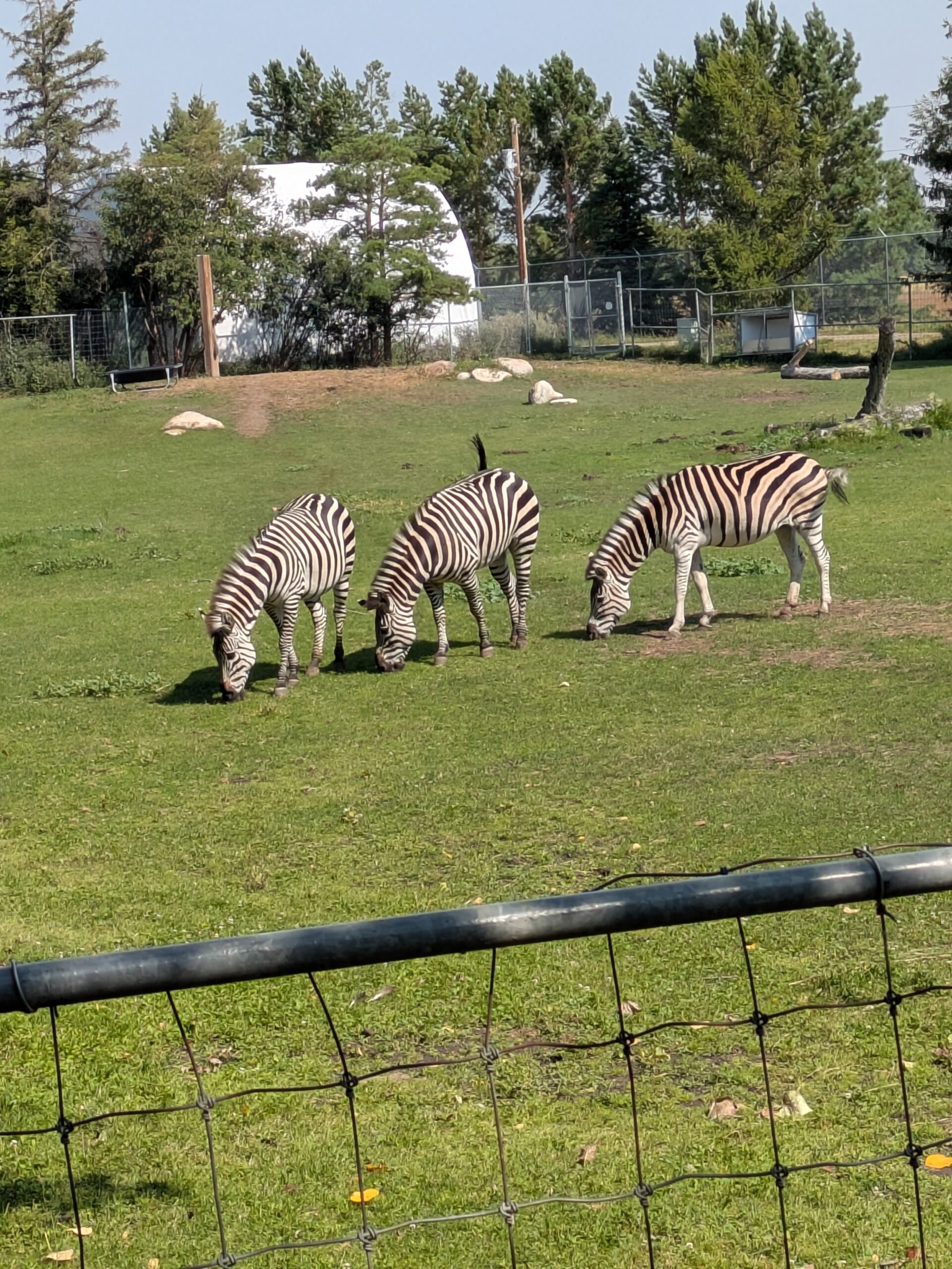 The summer we explored the zoo - zebras