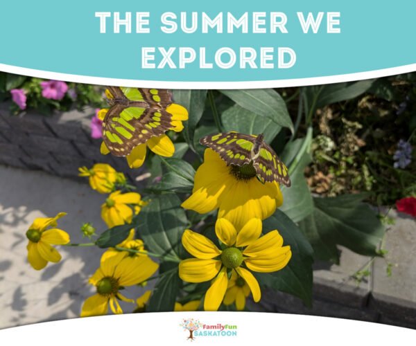 The Summer We Explored - feature photo with butterflies on flowers.