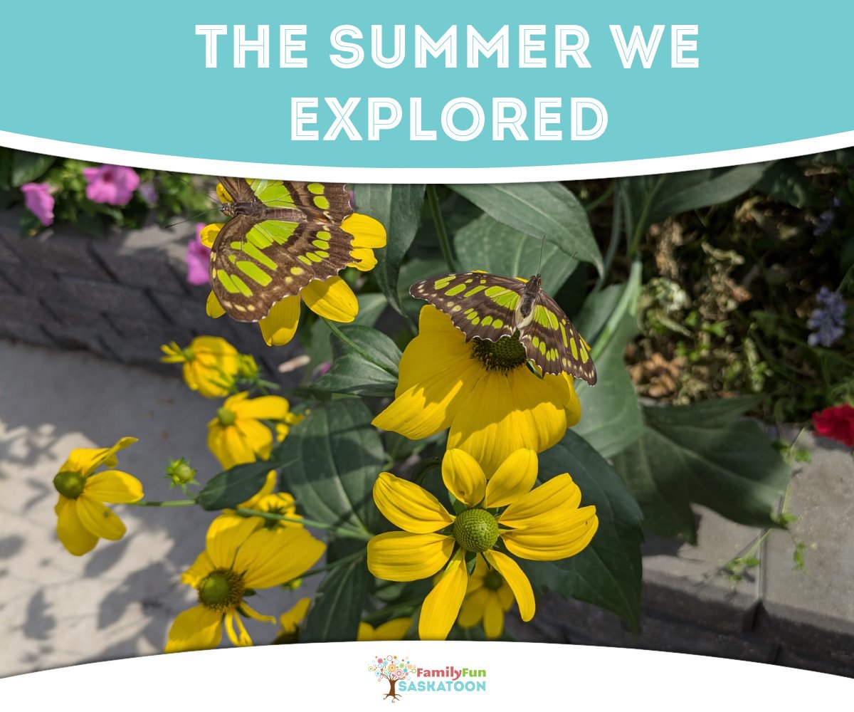 The Summer We Explored - feature photo with butterflies on flowers.