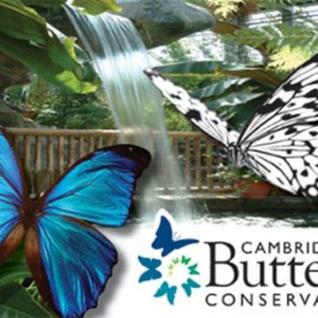 Cambridge Butterfly Conservatory