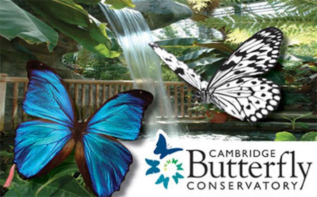 Cambridge Butterfly Conservatory