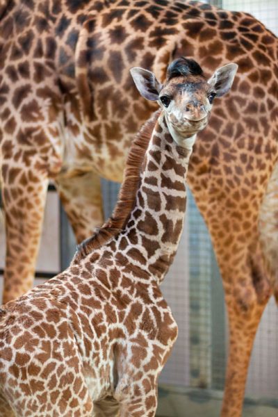 Toronto Zoo March Break