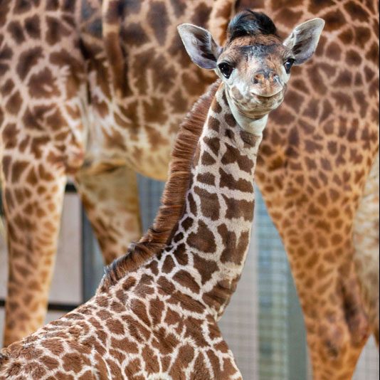 Toronto Zoo March Break
