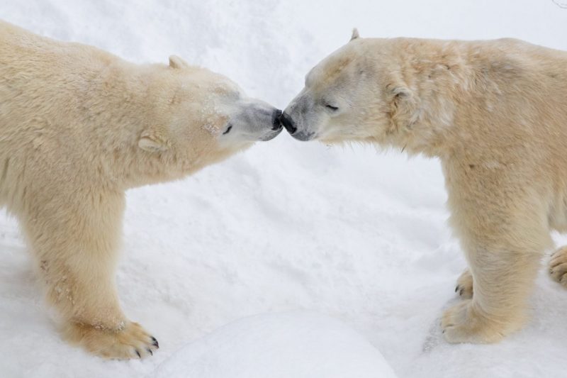Habitat de l'ours polaire canadien