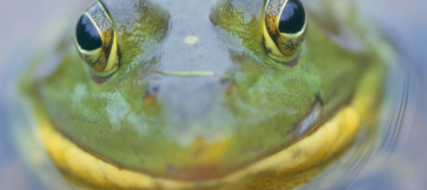 online webinars TRCA