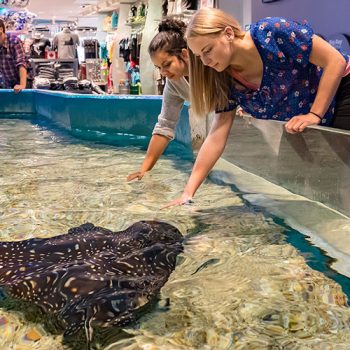 Berühren Sie Exponate im Ripley's Aquarium