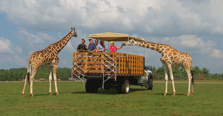 how to go to african lion safari