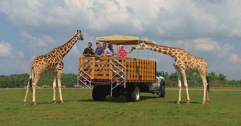 African Lion Safari Wildlife Park | Family Fun Toronto