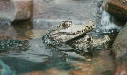 レプティリア動物園