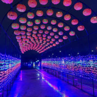 Spooktacular Light Show