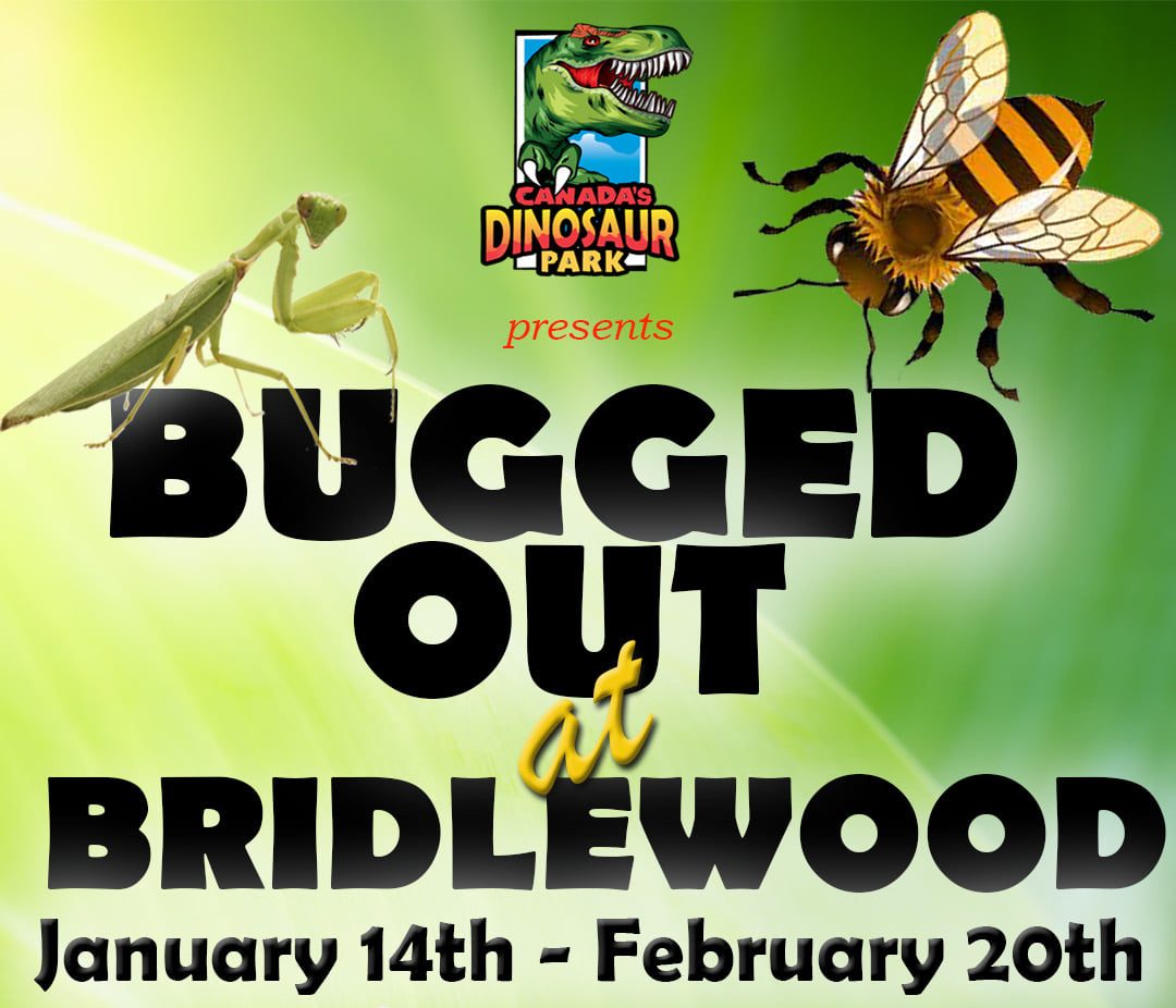 Bugged Out Bridlewood Mall