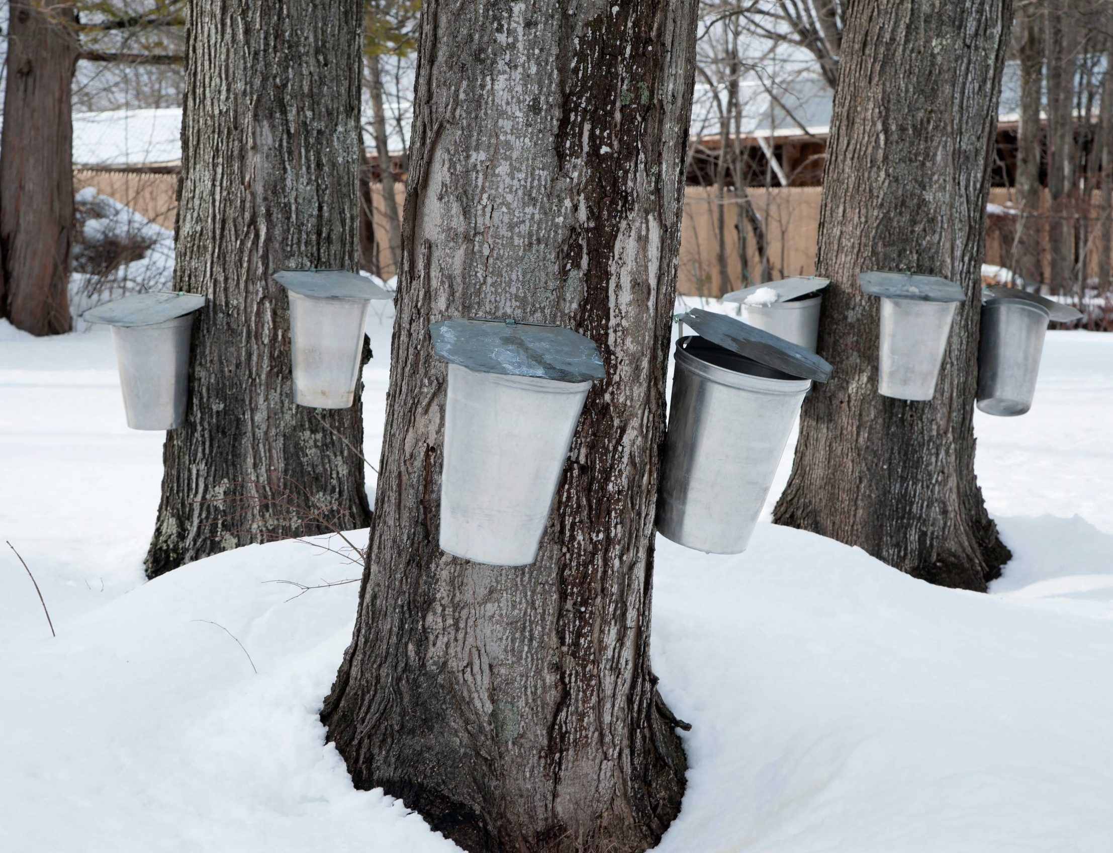Brooks Farms Maple Sugar Festival Is Ready For Sweet Fun Family Fun