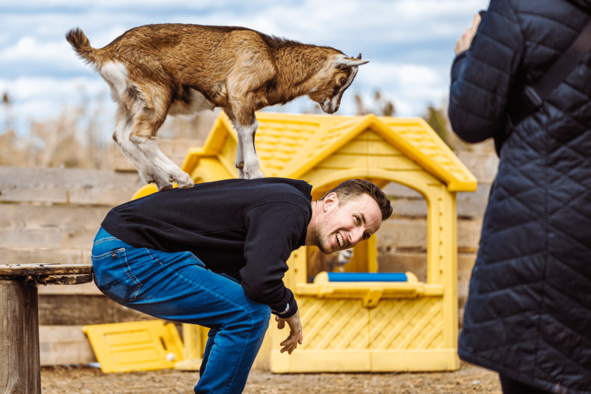 Man crouching next to a yellow playhouse, smiling, as an Apline goat jumps on his back at Ataraxy Farm on Eastern Shore Escape Tour from Settled Nomads
