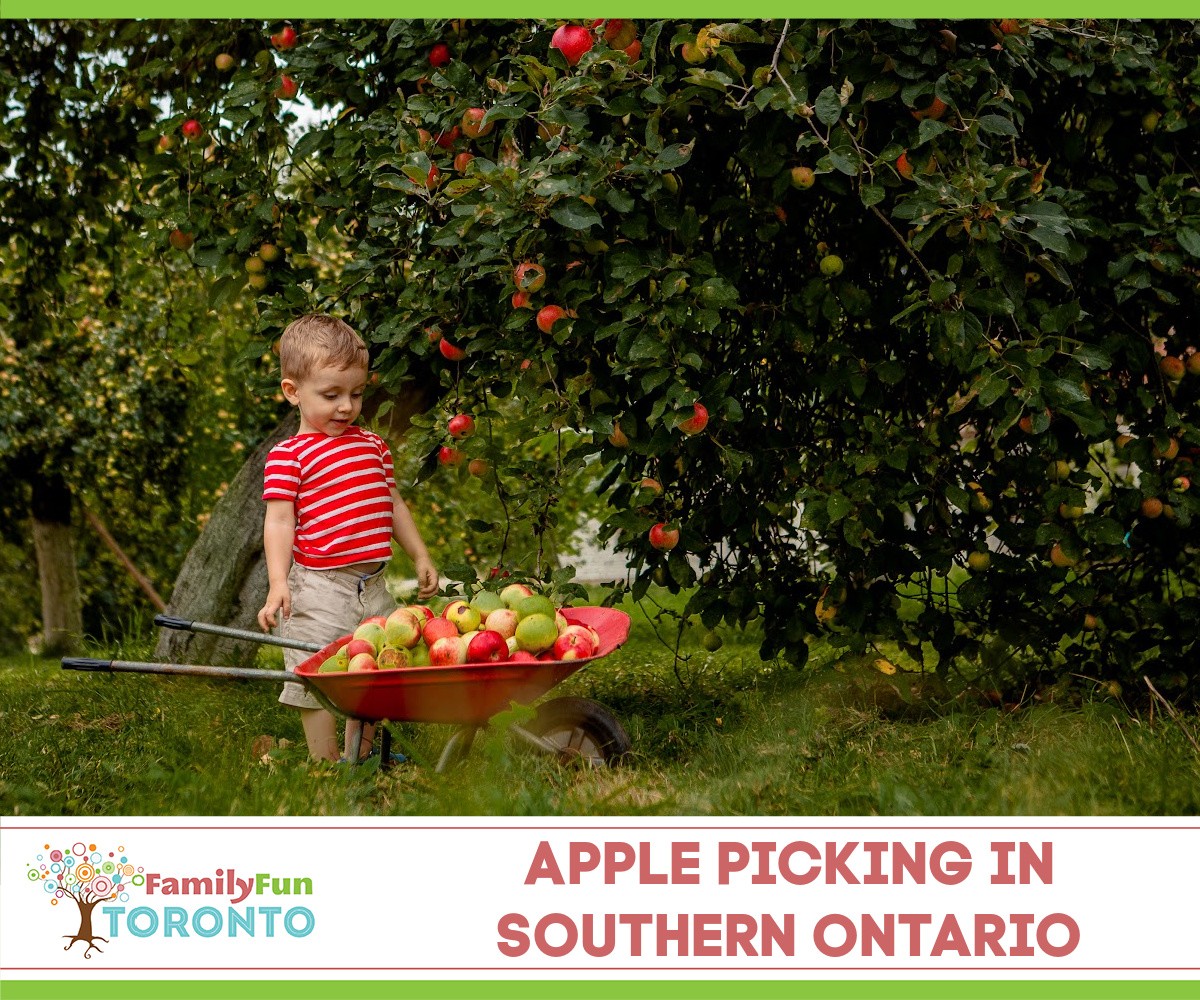 Fazendas de colheita de maçã em Ontário