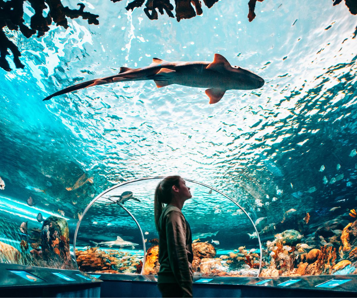 Ripleys Aquarium Gift Shark