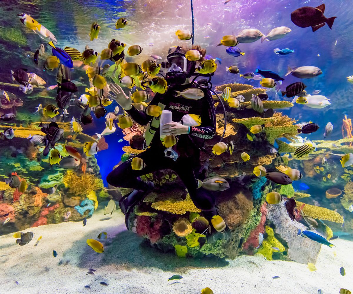 Ripley's Aquarium Gift Experiences