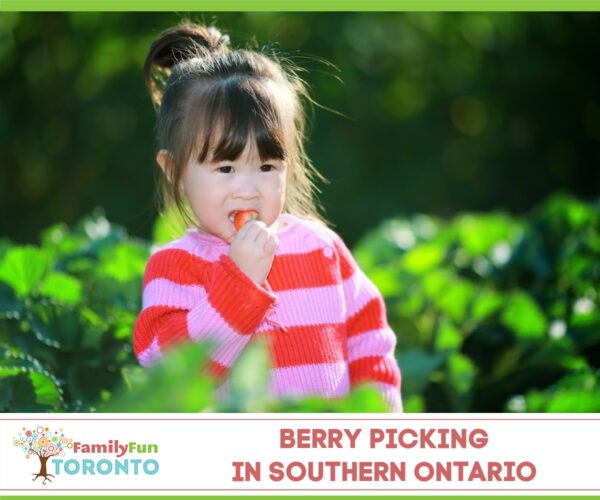 Berry Picking Southern Ontario