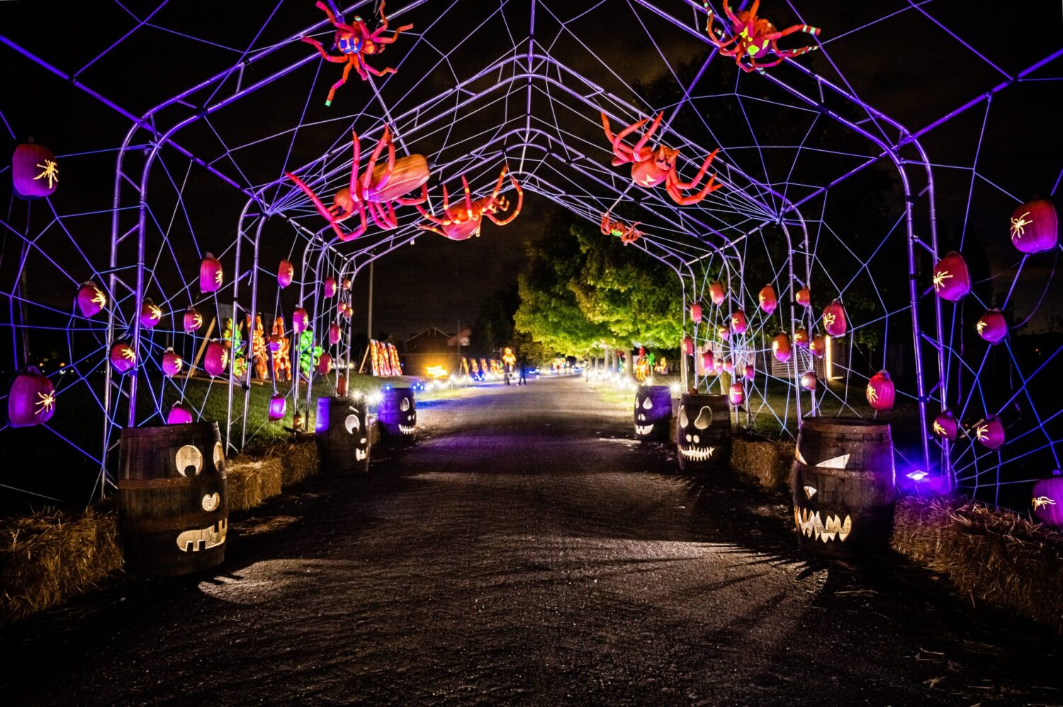 Calabazas después de las luces oscuras