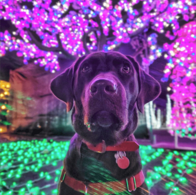 Wander an Enchanted Path Through Holiday Nights of Lights! {Discount