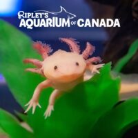 Place Axolotl de l'aquarium Ripleys