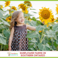 Sunflower Farms IG
