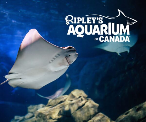 Ripleys Aquarium Gift