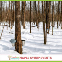 Maple Syrup Events IG