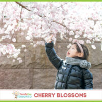 Cherry Blossoms IG