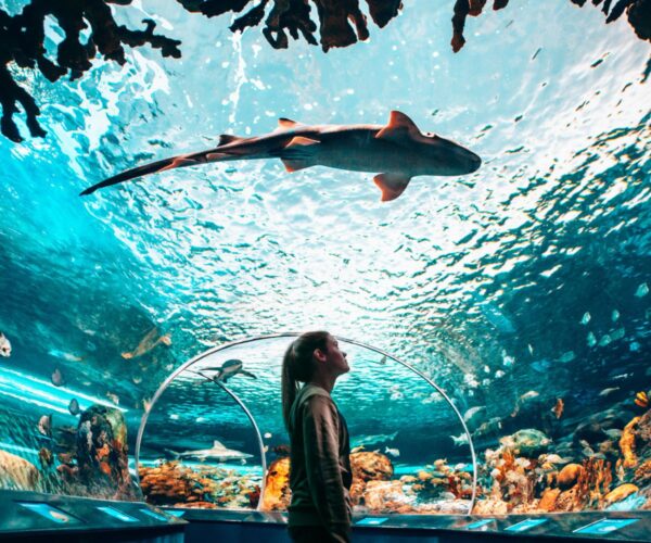 Ripleys Aquarium Summer