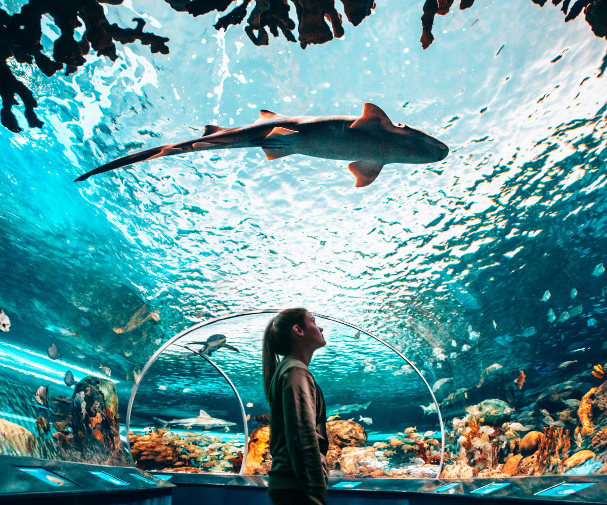 Ripleys Aquarium Summer