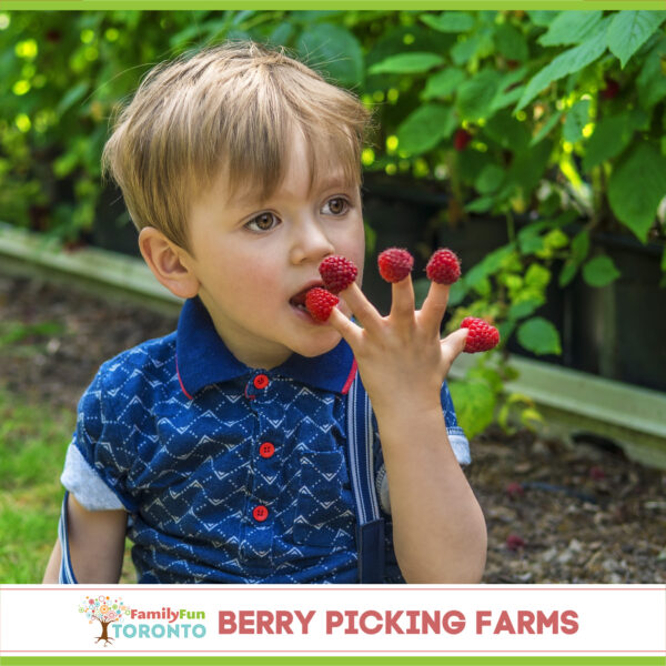 Berry Picking