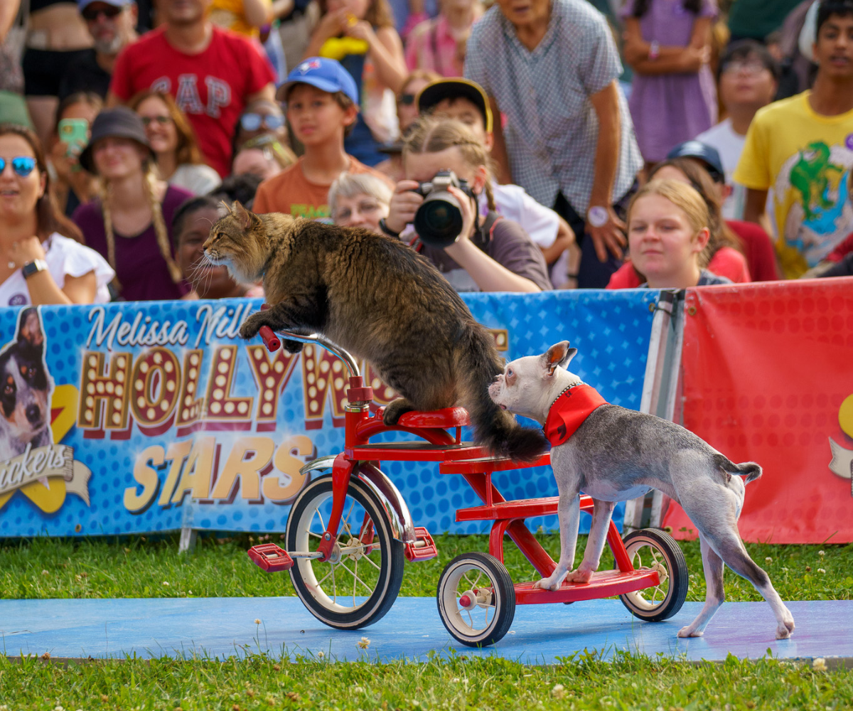 Buskerfest Bark